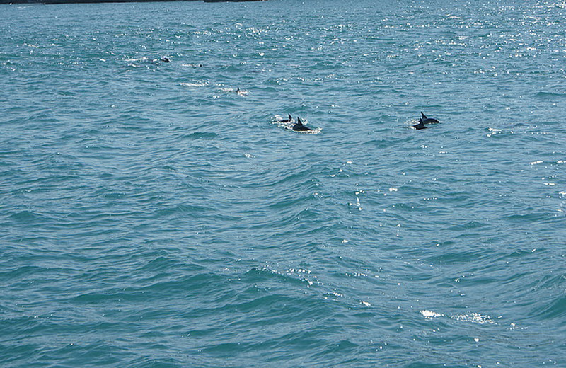 dolphins in the bosphorous