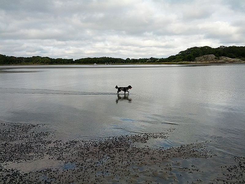 Monty the dog walking on water