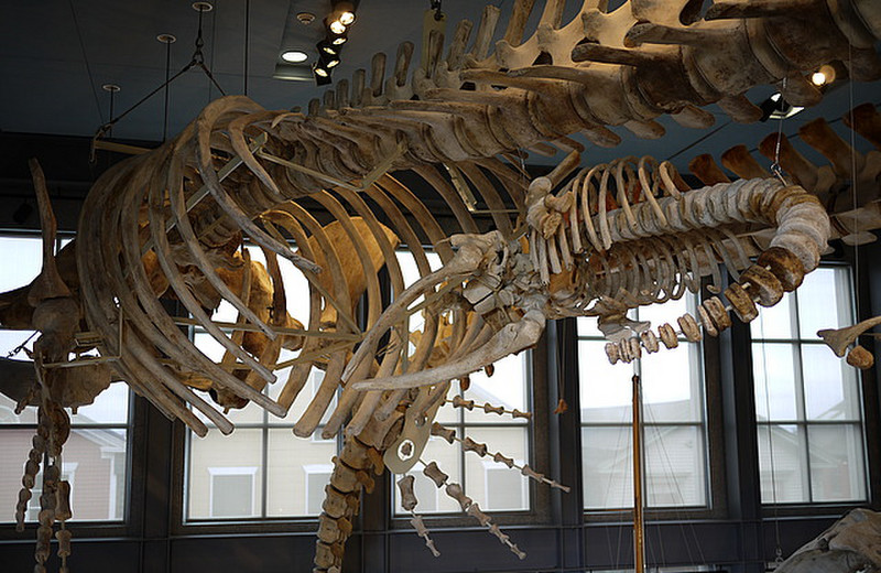 Whale skeleton (with calf)