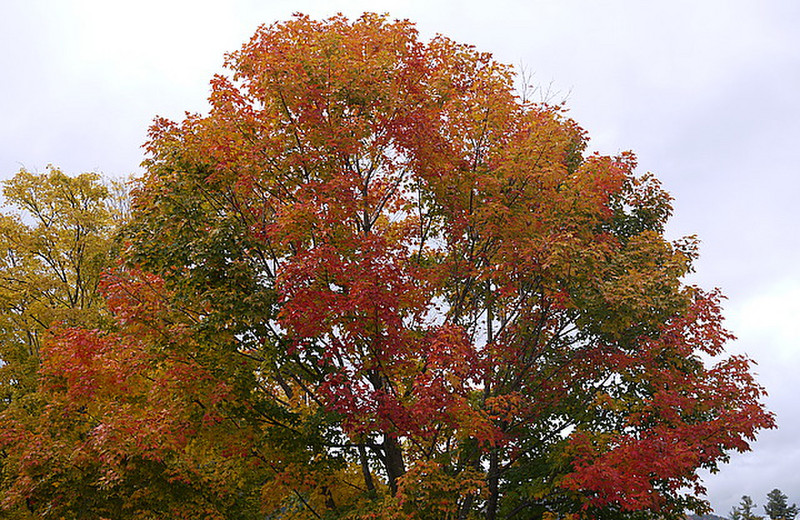 More fall colours