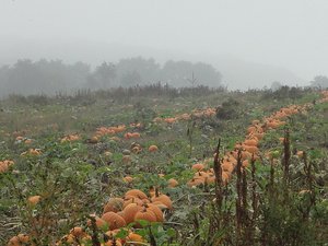 A pumpkin field