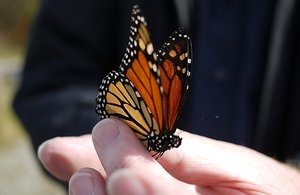 That lazy monarch butterfly