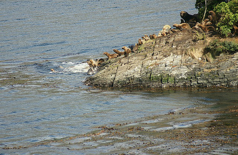 Sea Lions disturbed by the boat hooter