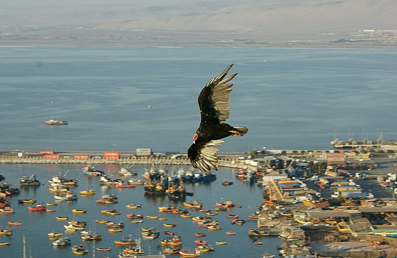 A vulture swooping over the harbour