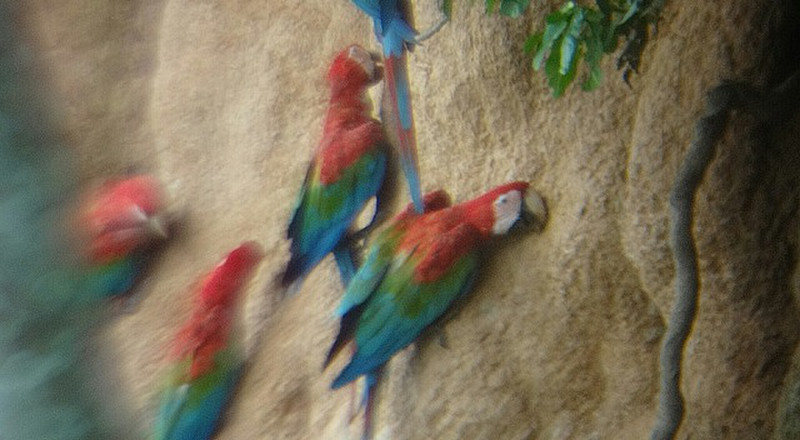 Macaws at a clay lick, through binoculars 