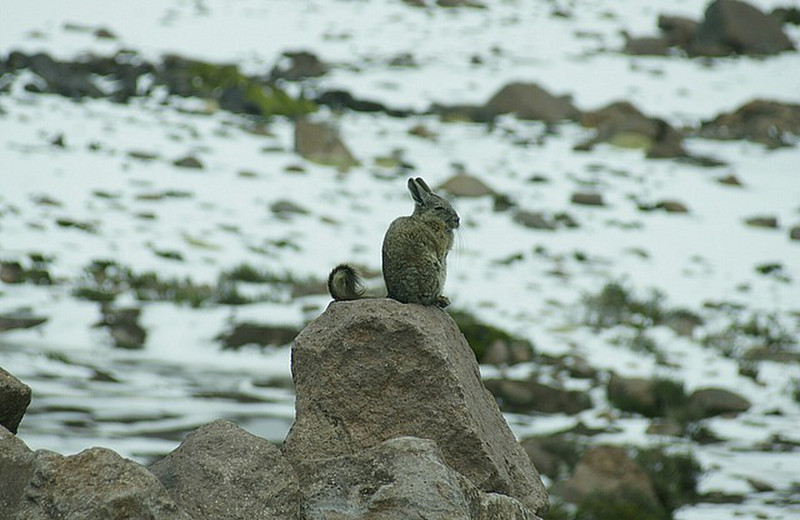 And this little guy lives up there (Andean rabbit)