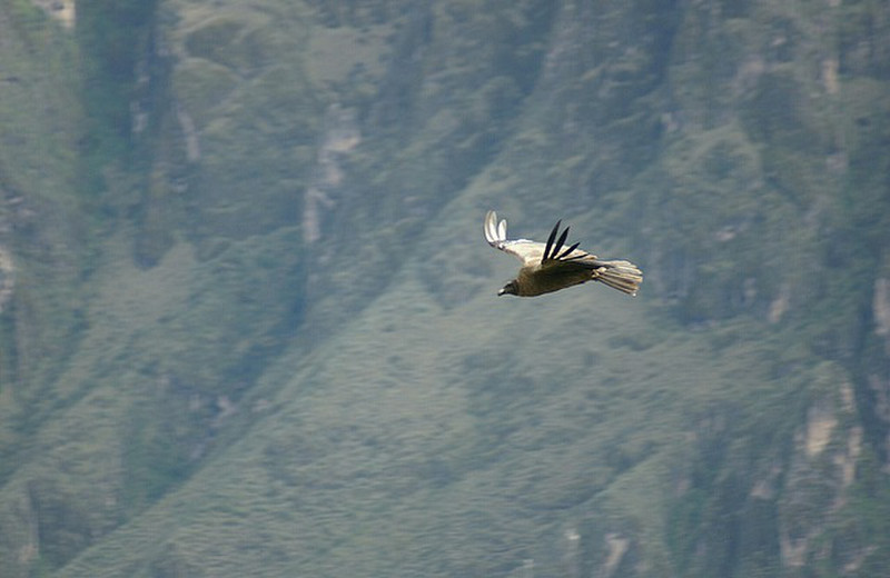 First this Condor appeared