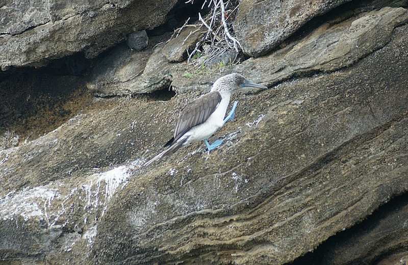 A blue-footed booby