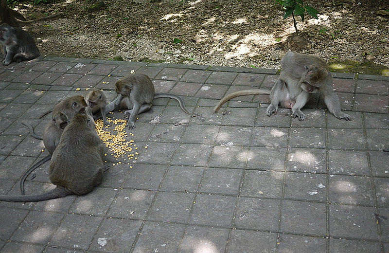 The monkeys