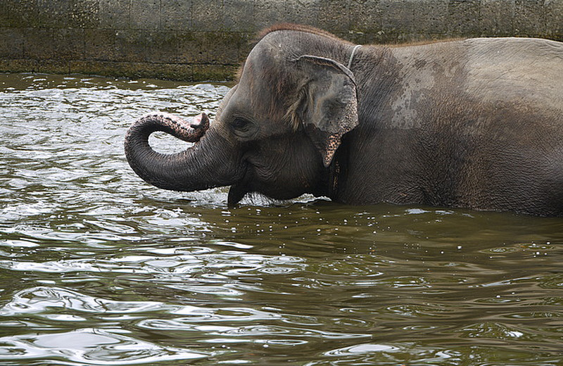 baby elephant enjoying a swim