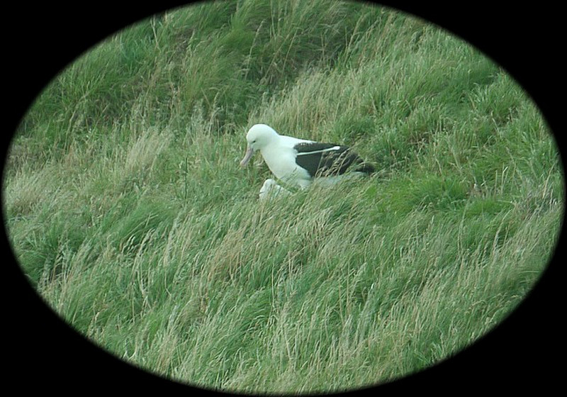 albatross and chick