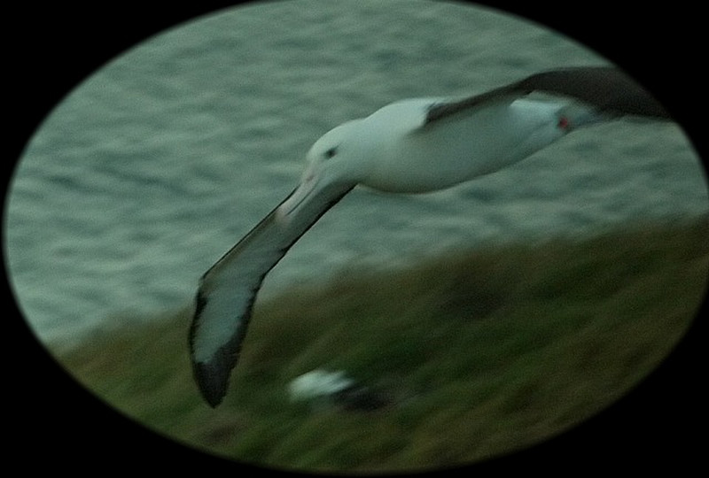 another albatross