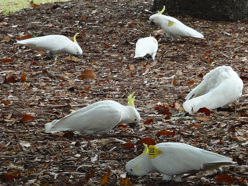 Sulphur crested cockatoos 