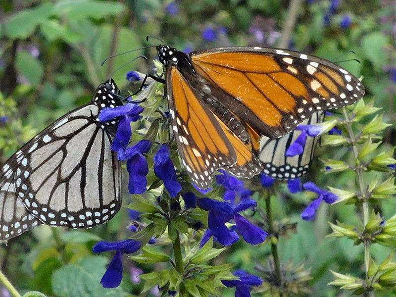 First sight of Monarchs taking on nectar