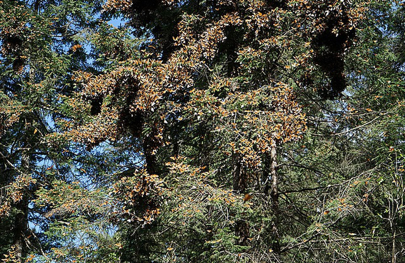Huge clumps of Monarchs hanging from a tree