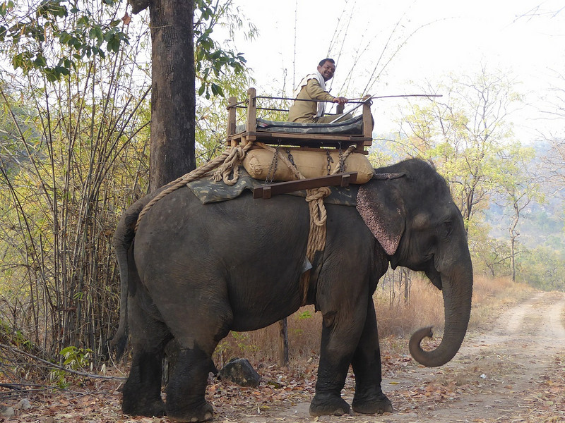 An elephant patrol in Bandavgarh National Par