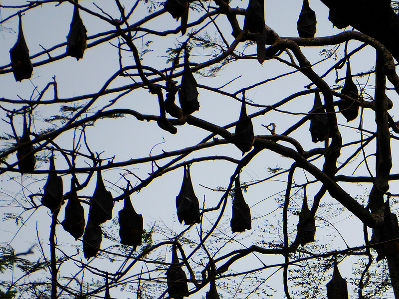 Fruit bats in Botanical Garden