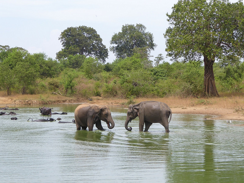 arguing elephants plus non-arguing water buff
