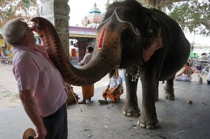 At the festival - the temple elephant