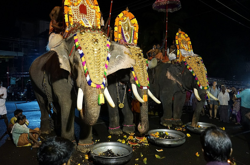 Huge temple elephants