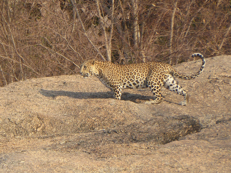 At Castle Bera we went to spot leopards