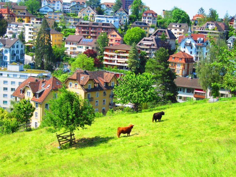 Typical Swiss-- cows in the city