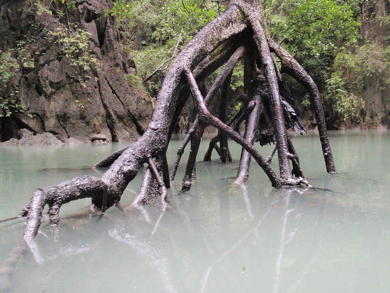 Mangroves Galore