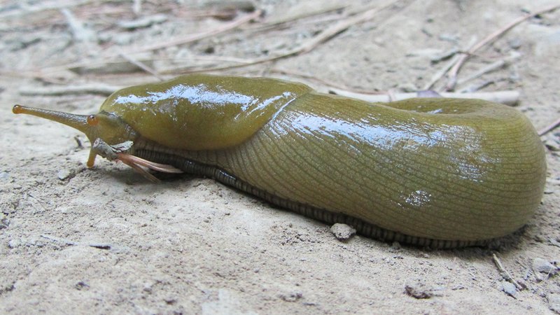 Penis Slug