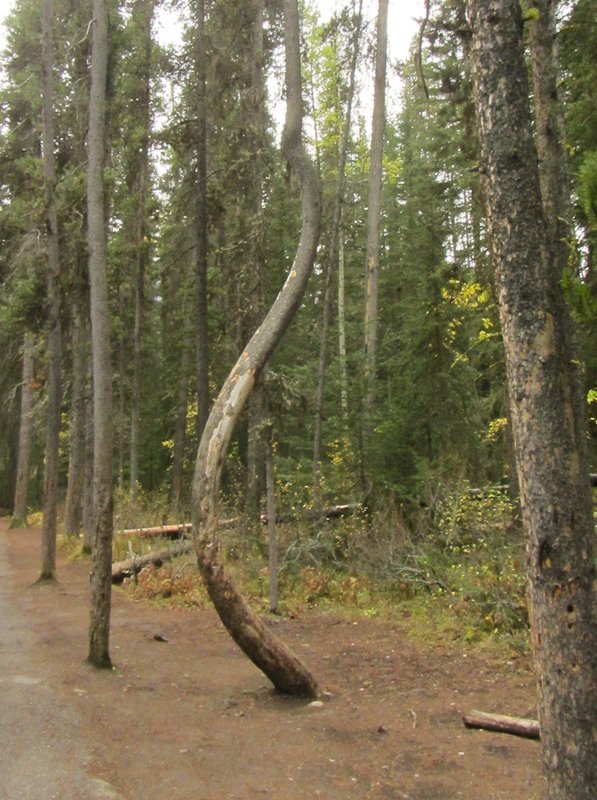 Twisted tree