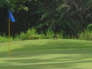 Monkey knew the safest place to be when G hit a shot was near the flag!