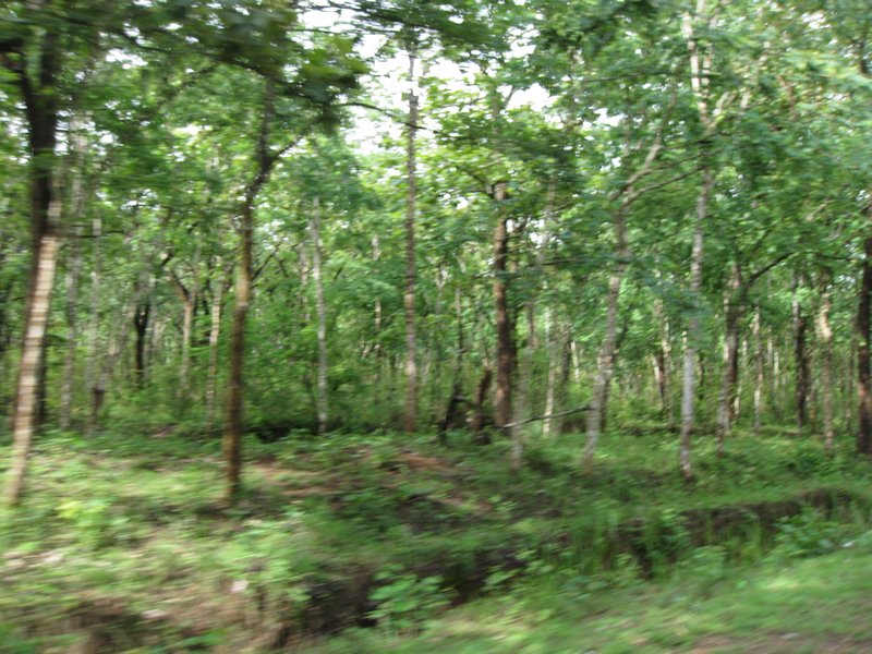 Bandupur national forest