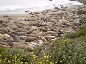 Seals and more seals
