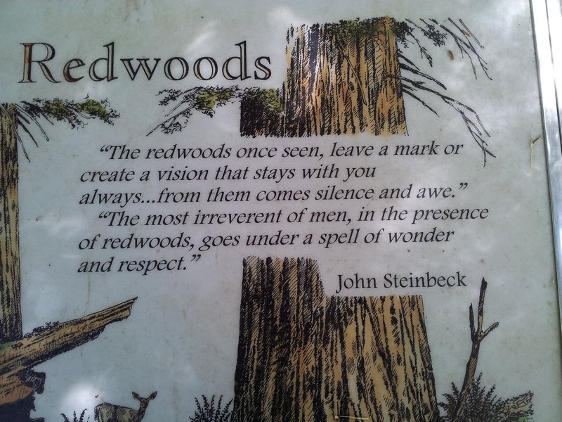 A Poem for the redwoods