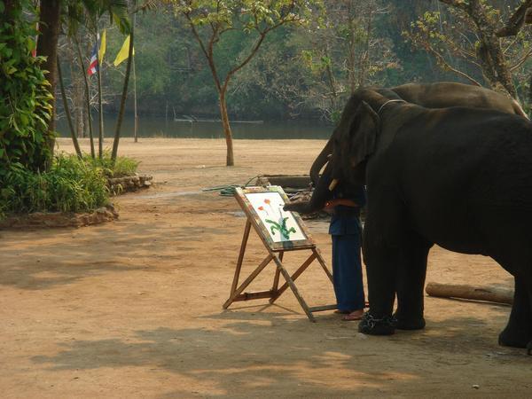 elephant conservation place