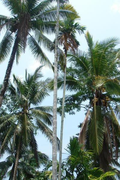 palm Trees