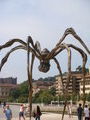 Spider outside El Goog