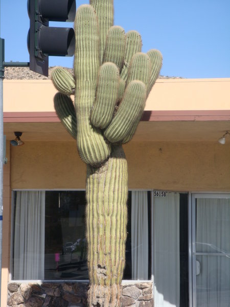 Nice Cactus!