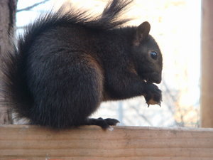 black squirrel !