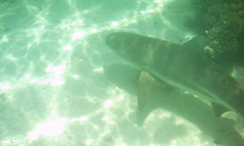 shark !