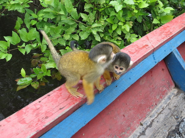 הקופים החמודים מנסים לפלוש לנו לסירה!!!