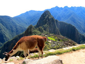 Alpaca and the Machu Pichu