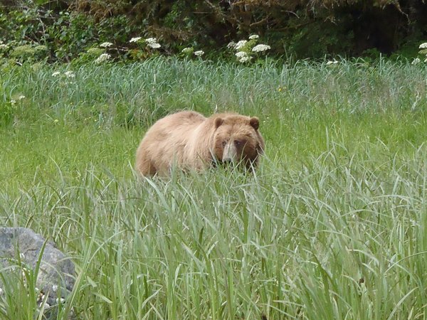 Brown Bear in Red Bluff Bay