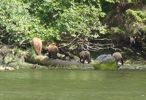 Three brown bears behinds