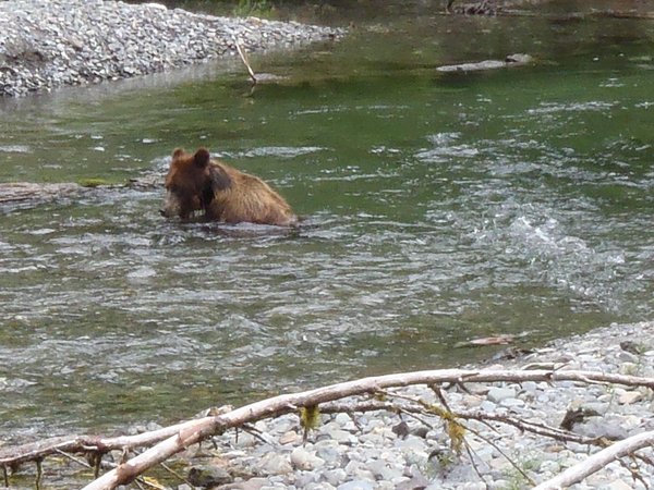 Pack Creek bear