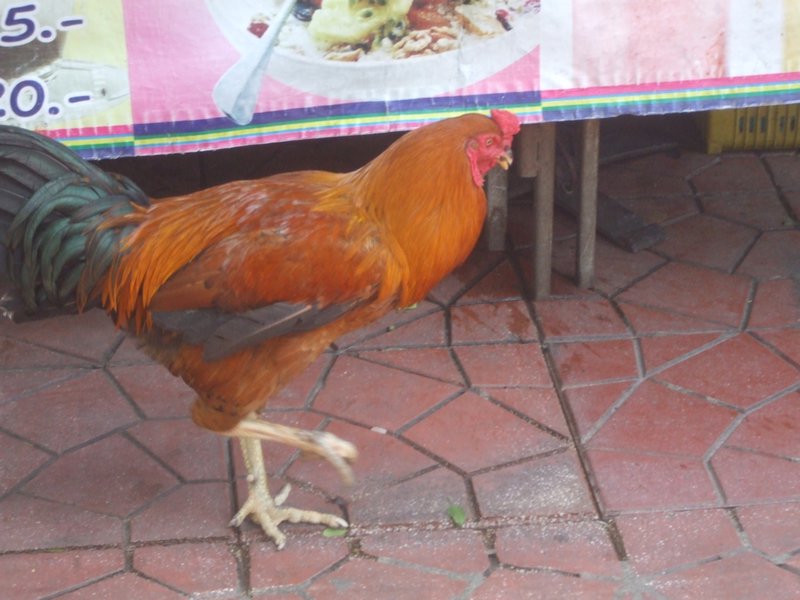 Biggest Cock in Bangkok?