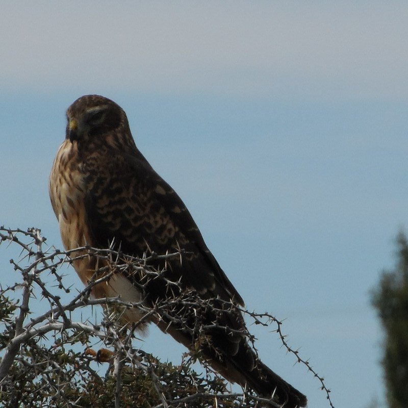 Hawk or Falcon?