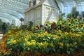 Flower Dome - sunflowers!