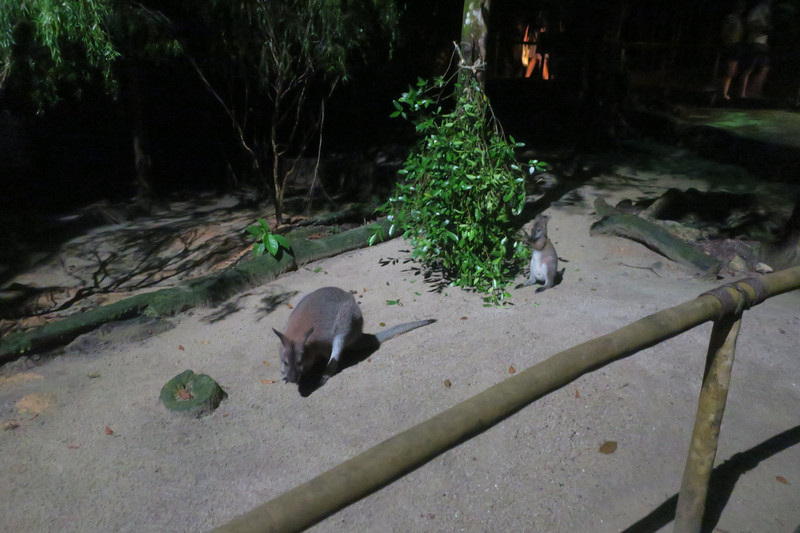 Cute wittle wallaby's