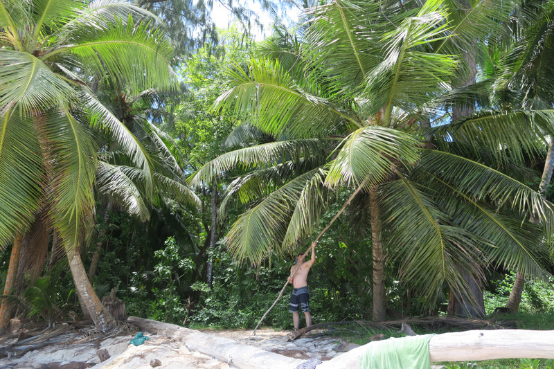 Trying to knock down coconuts on a secluded beach
