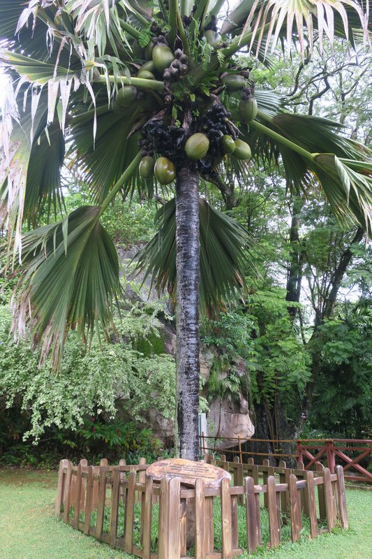 Coco de mer tree